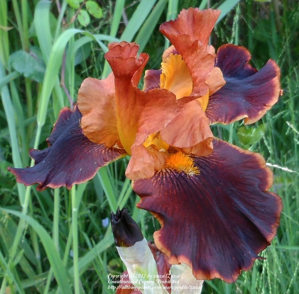 Photo of Tall Bearded Iris (Iris 'Cajun Cooking') uploaded by zuzu