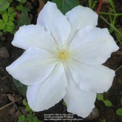 Location: In my Northern California garden
Date: 2012-05-01