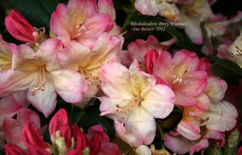 Photo of Rhododendron 'Percy Wiseman' uploaded by Calif_Sue