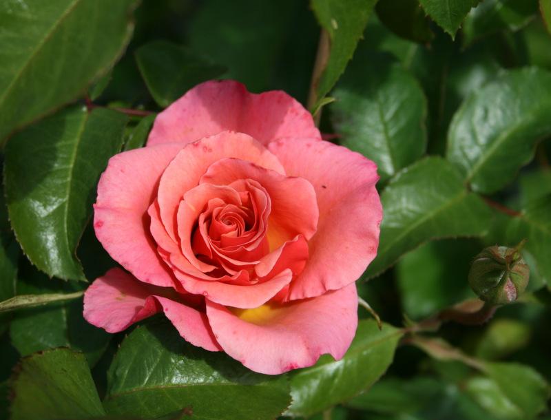 Photo of Rose (Rosa 'Jean Cocteau') uploaded by Calif_Sue