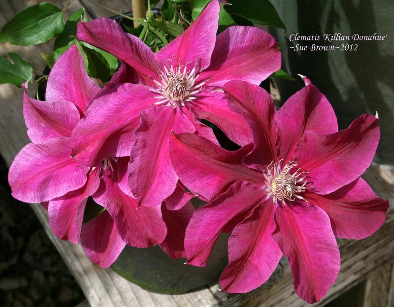 Photo of Clematis 'Kilian Donahue' uploaded by Calif_Sue