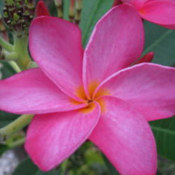 Location: Southwest Florida
Date: April 2012
The most commonly seen pink plumeria in South Florida