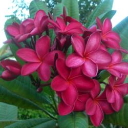 Location: Southwest Florida
Date: summer 2008
One of the best red plumeria cultivars.