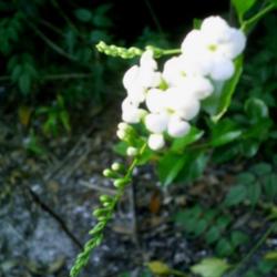 Location: Jacksonville, Florida Zone 8b/9a
Date: 2006-12-31
Tiny white pendant flowers -- look like a bridal bouquet for Tita