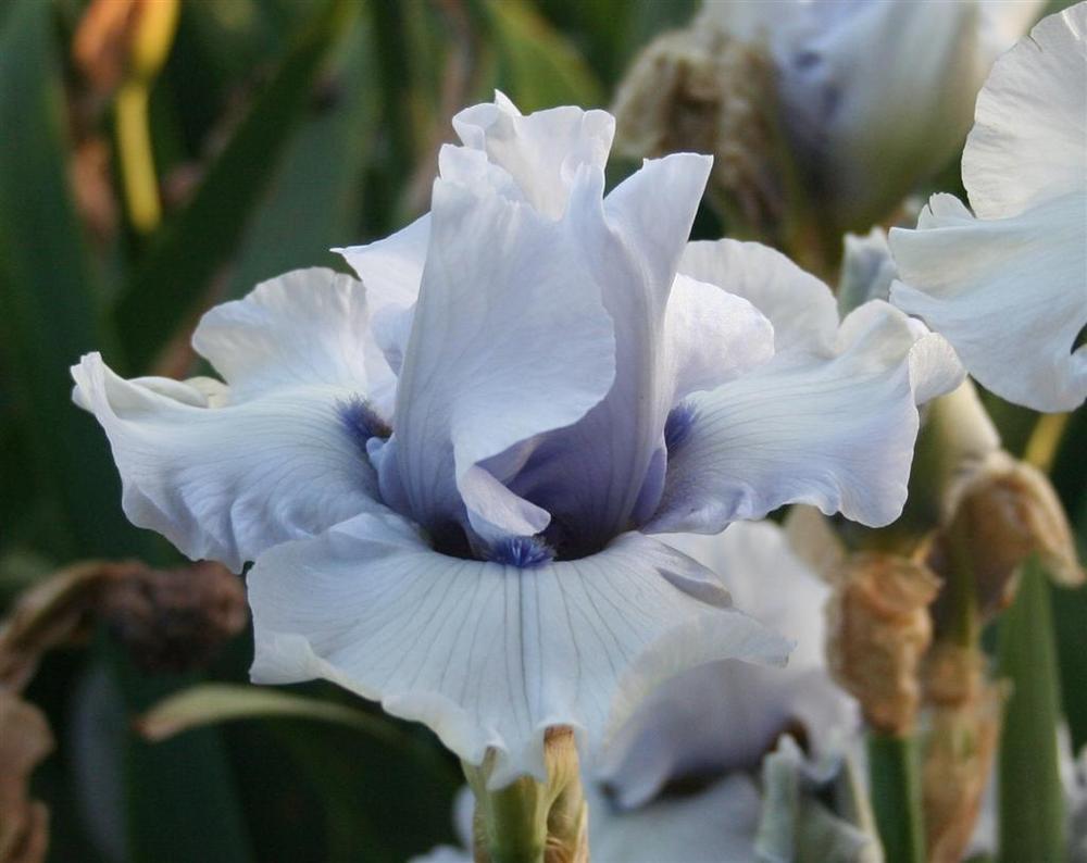 Photo of Tall Bearded Iris (Iris 'Emilo') uploaded by KentPfeiffer