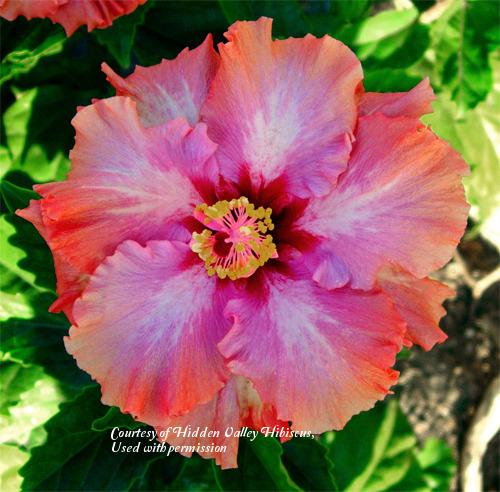 Photo of Tropical Hibiscus (Hibiscus rosa-sinensis 'Presidential Affair') uploaded by SongofJoy