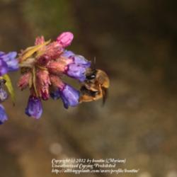 Location: My garden in Gent, Belgium
Date: 2012-04-28
Excellent foud source for bees!