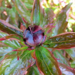 Location: My garden, zone 4 Wisconsin
Date: 2012-05-03
Bud after a spring shower