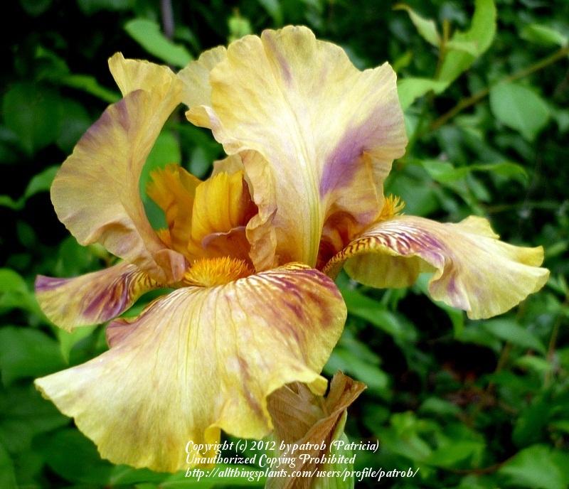 Photo of Tall Bearded Iris (Iris 'Oasis Sunset') uploaded by patrob