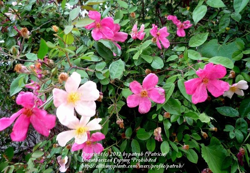 Photo of Rose (Rosa 'Mutabilis') uploaded by patrob