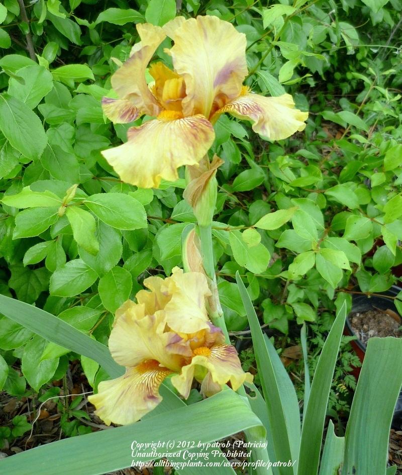 Photo of Tall Bearded Iris (Iris 'Oasis Sunset') uploaded by patrob