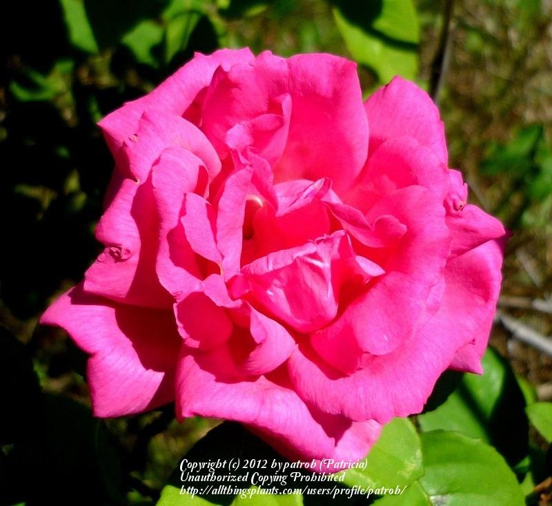 Photo of Rose (Rosa 'Zephirine Drouhin') uploaded by patrob