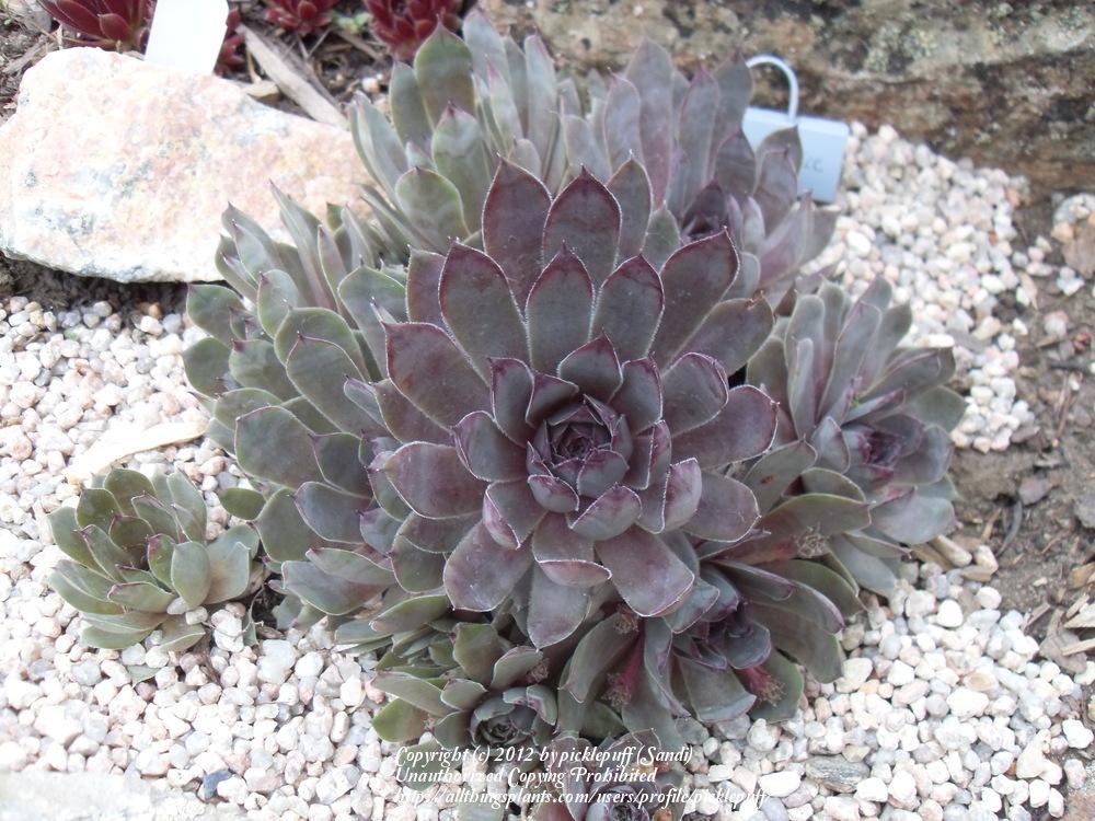 Photo of Hen and Chicks (Sempervivum 'Pacific Blue Ice') uploaded by picklepuff