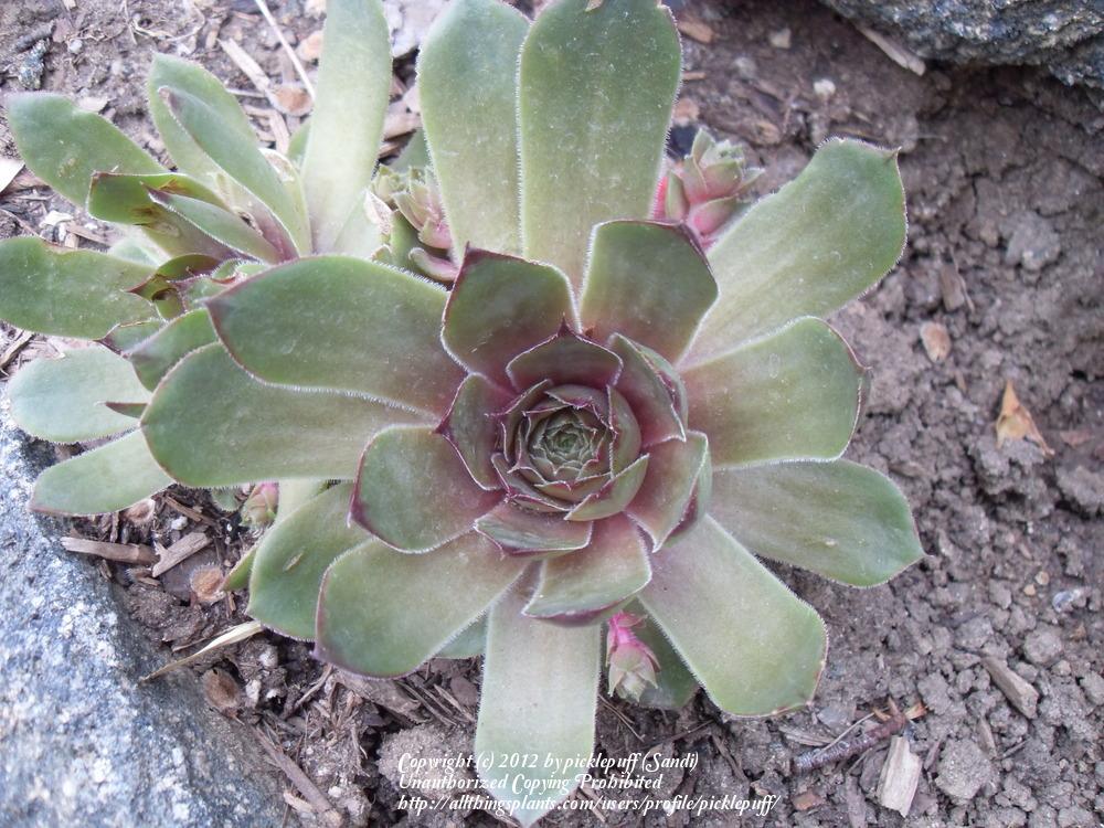 Photo of Hen and Chicks (Sempervivum 'Fusilier') uploaded by picklepuff