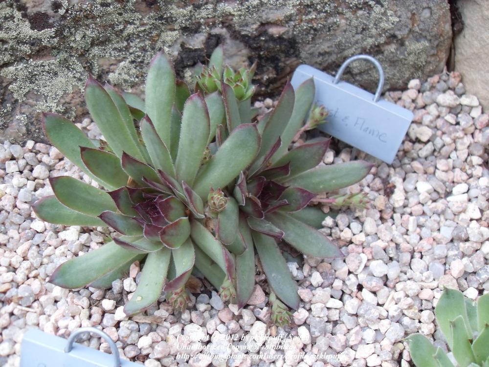 Photo of Hen and Chicks (Sempervivum 'Frost and Flame') uploaded by picklepuff