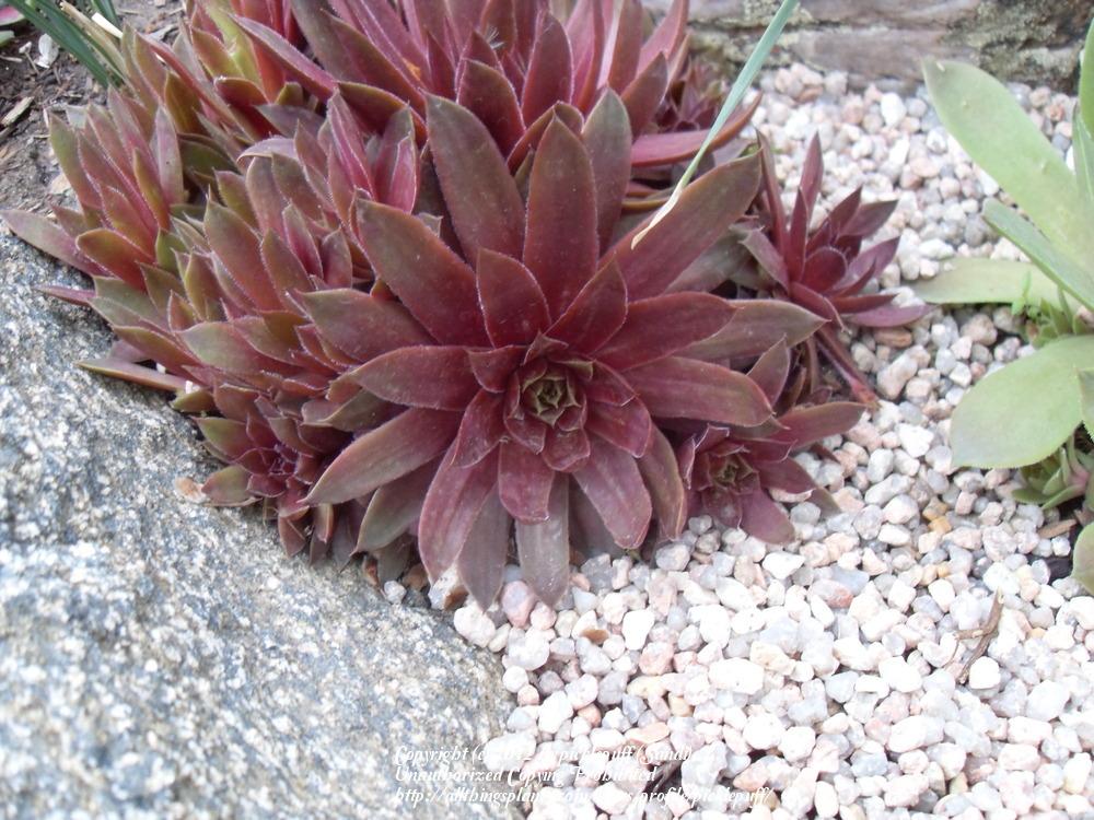 Photo of Hen and Chicks (Sempervivum 'Dame Arsac') uploaded by picklepuff