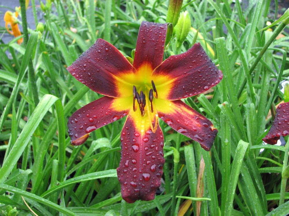 Photo of Daylily (Hemerocallis 'Small Carbon Footprint') uploaded by tink3472