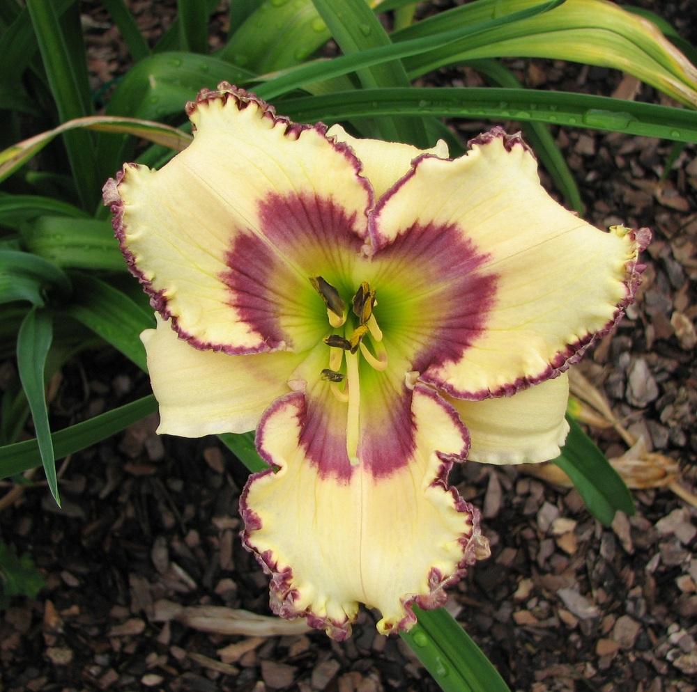 Photo of Daylily (Hemerocallis 'Other Side of Heaven') uploaded by tink3472