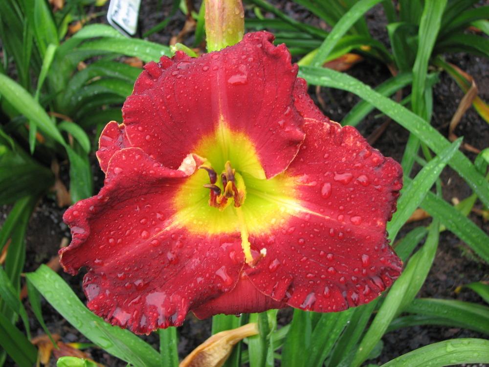 Photo of Daylily (Hemerocallis 'Mississippi Red Bed Beauty') uploaded by tink3472
