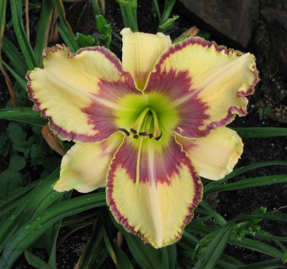 Photo of Daylily (Hemerocallis 'Dancing Dreams') uploaded by tink3472