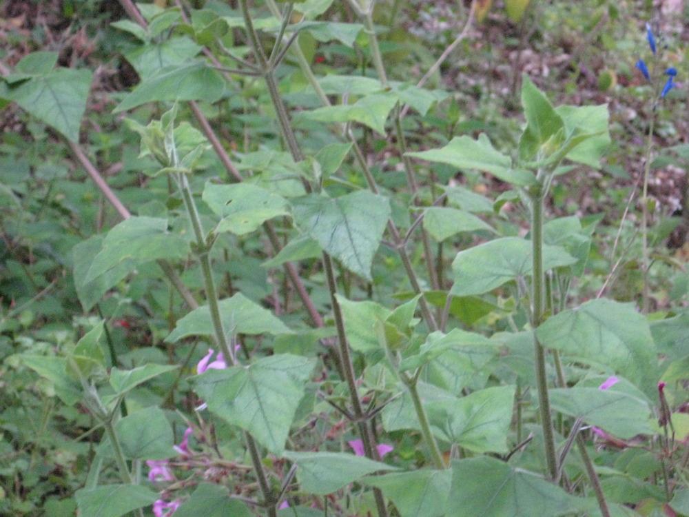Photo of Guatemalan Leaf Sage (Salvia cacaliifolia) uploaded by wcgypsy