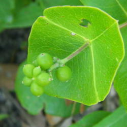 Location: Northeastern, Texas
Date: 2012-05-02
Fruit forming in May will turn a bright red in the fall