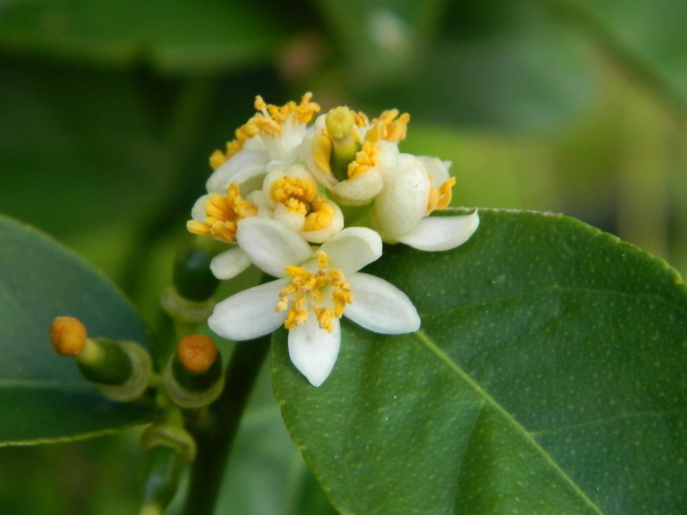 Photo of Key Lime (Citrus x aurantiifolia) uploaded by wildflowers
