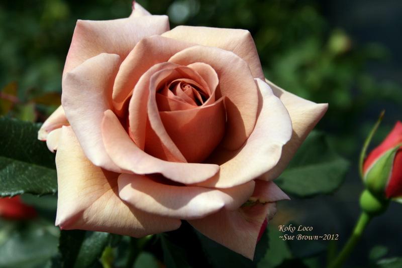 Photo of Rose (Rosa 'Koko Loko') uploaded by Calif_Sue