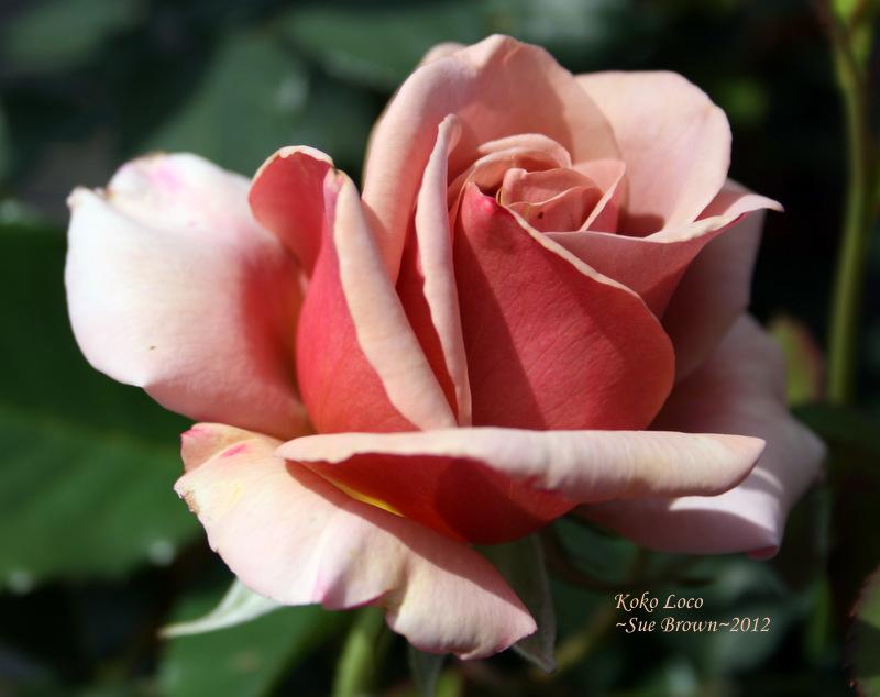 Photo of Rose (Rosa 'Koko Loko') uploaded by Calif_Sue