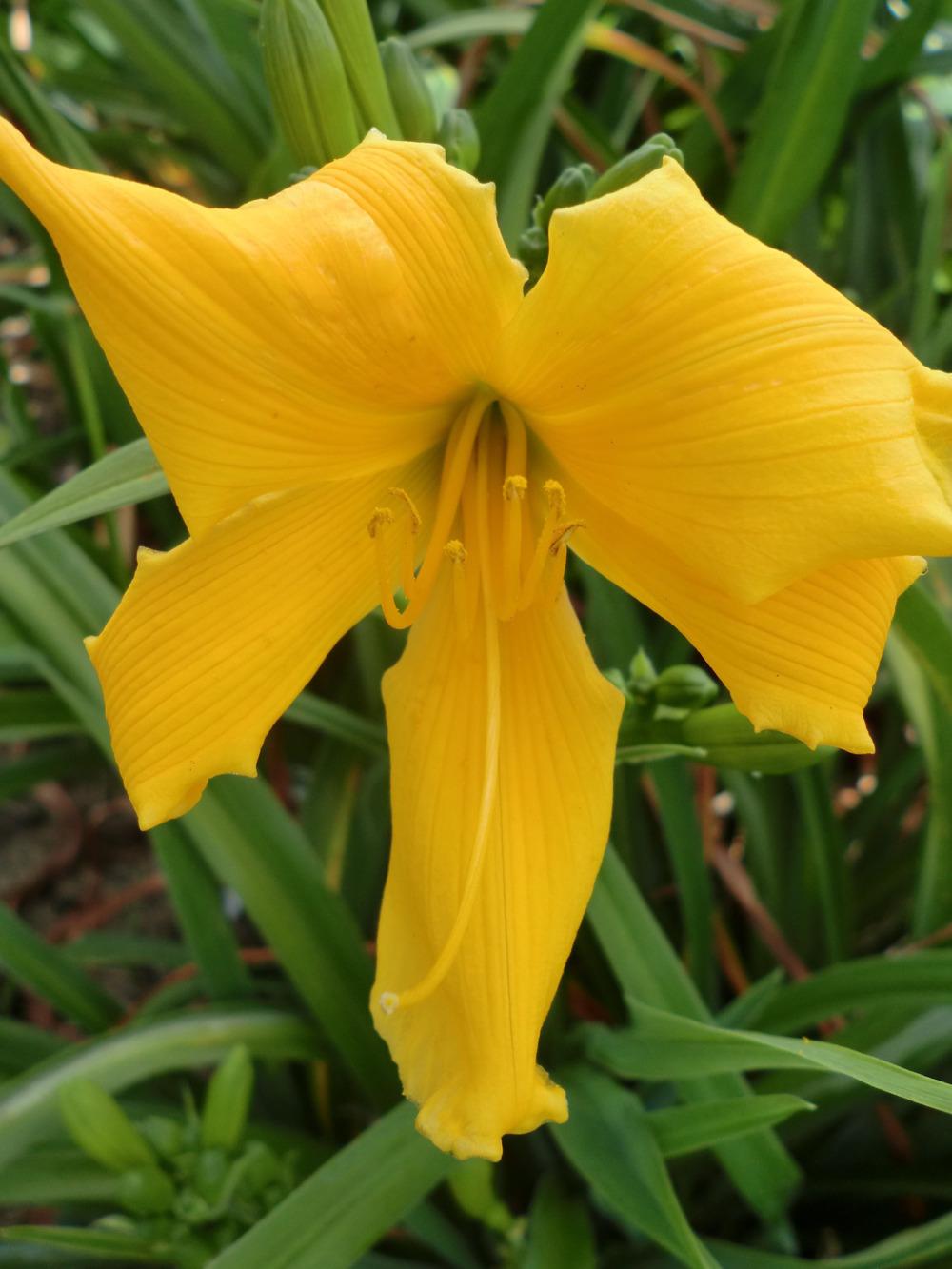 Photo of Daylily (Hemerocallis 'Riot on the Kindergarten Bus') uploaded by Ditchlily