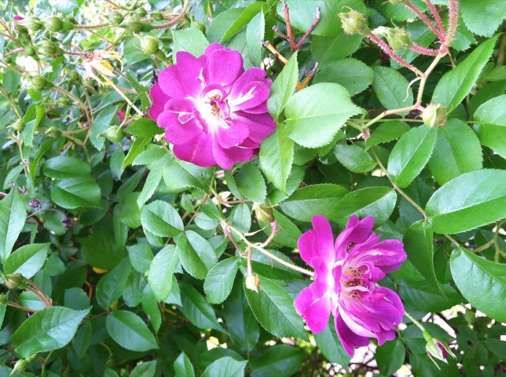 Photo of Rambling Rose (Rosa 'Veilchenblau') uploaded by MaryinLa