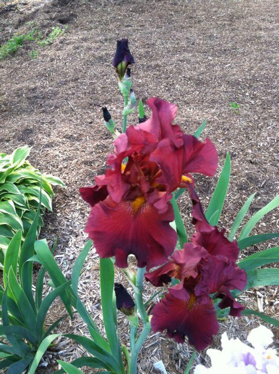 Photo of Tall Bearded Iris (Iris 'Dynamite') uploaded by MaryinLa