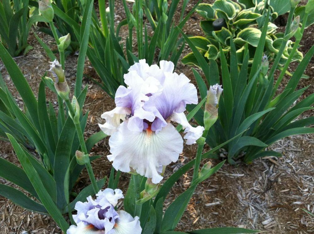 Photo of Tall Bearded Iris (Iris 'Fogbound') uploaded by MaryinLa