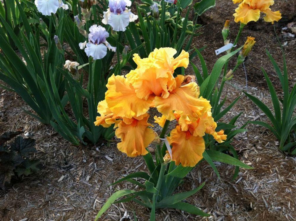 Photo of Tall Bearded Iris (Iris 'Cordoba') uploaded by MaryinLa