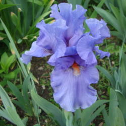 Location: Pleasant Grove, Utah
Date: 2012-05-04
In my garden