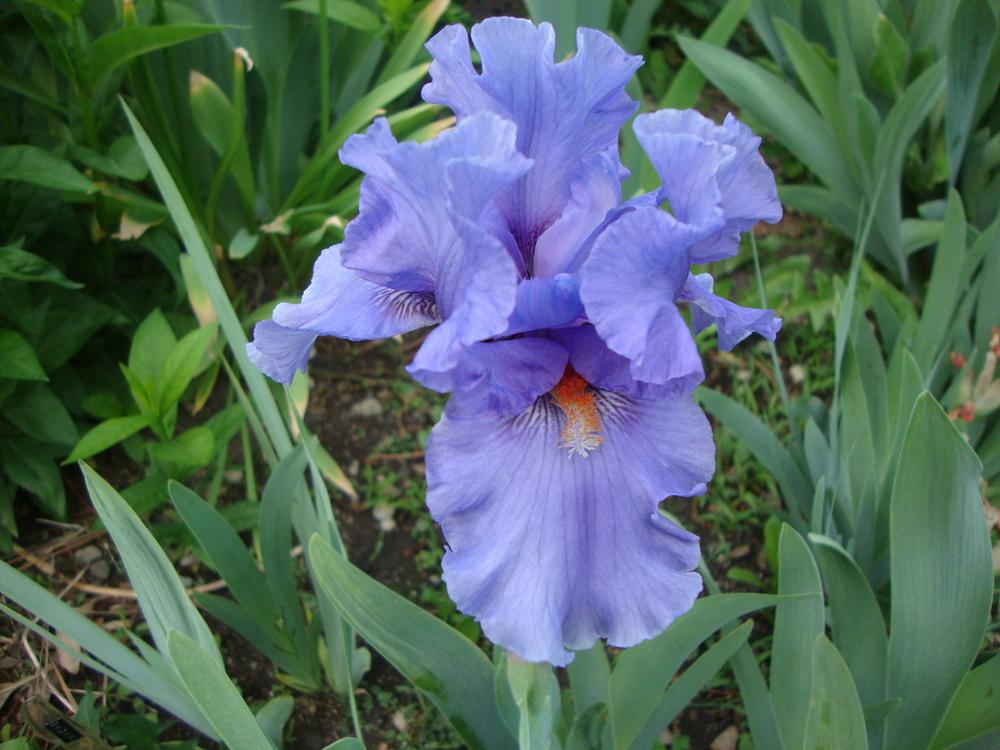 Photo of Intermediate Bearded Iris (Iris 'Fire in the Sky') uploaded by Paul2032