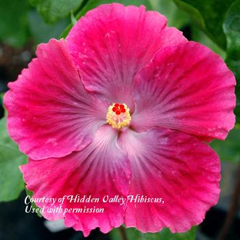 Photo of Tropical Hibiscus (Hibiscus rosa-sinensis 'Ruby Tuesday') uploaded by SongofJoy