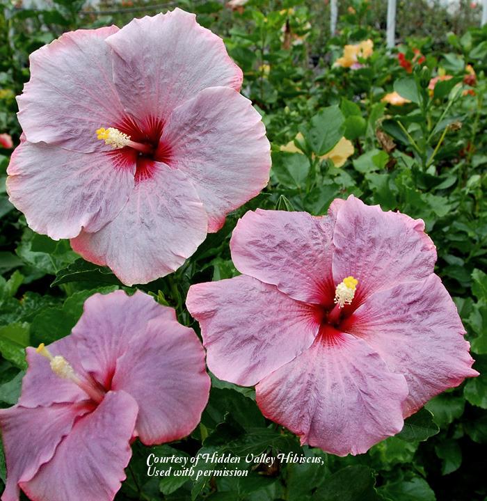 Photo of Tropical Hibiscus (Hibiscus rosa-sinensis 'Roxy Berry') uploaded by SongofJoy