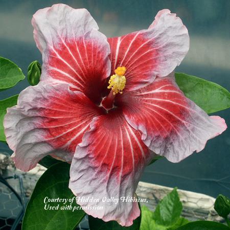 Photo of Tropical Hibiscus (Hibiscus rosa-sinensis 'Rocket's Red Glare') uploaded by SongofJoy