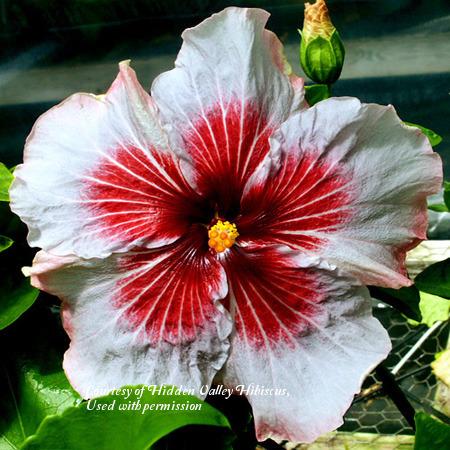 Photo of Tropical Hibiscus (Hibiscus rosa-sinensis 'Rocket's Red Glare') uploaded by SongofJoy