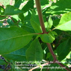 Location: zone 8 Lake City, Fl.
Date: 2012-04-25
close up of leaves
