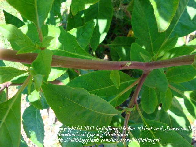Photo of Pokeweed (Phytolacca americana) uploaded by flaflwrgrl