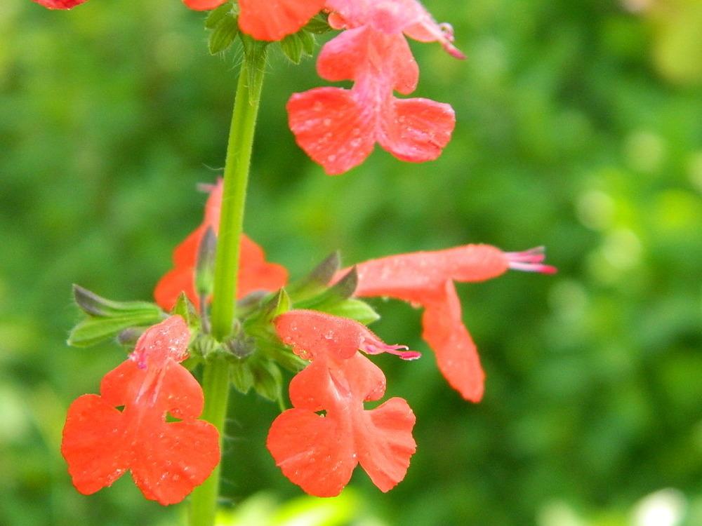 Photo of Scarlet Sage (Salvia coccinea) uploaded by wildflowers