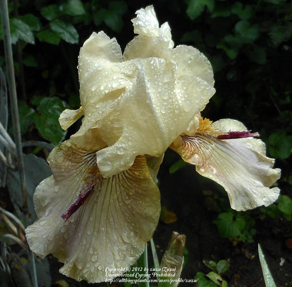 Photo of Tall Bearded Iris (Iris 'Thornbird') uploaded by zuzu