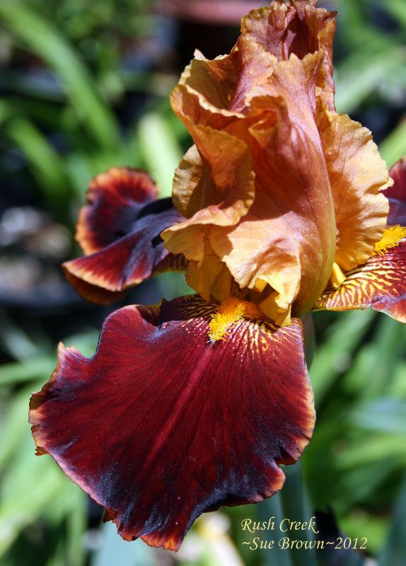 Photo of Tall Bearded Iris (Iris 'Rush Creek') uploaded by Calif_Sue