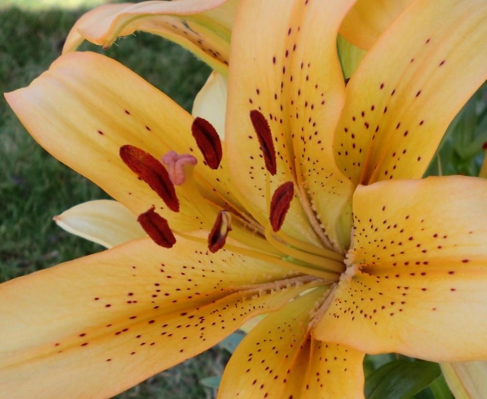 Photo of Lily (Lilium 'Salmon Classic') uploaded by Ditchlily