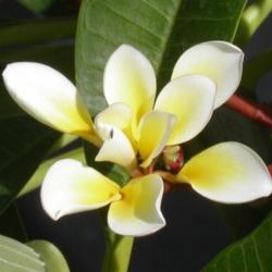 Location: Southwest Florida
Date: summer 2006
This is 'Bali Whirl' which has a double set of petals.