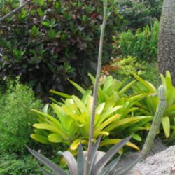 Location: Southwest Florida
Date: May 2012
with a bloom spike!