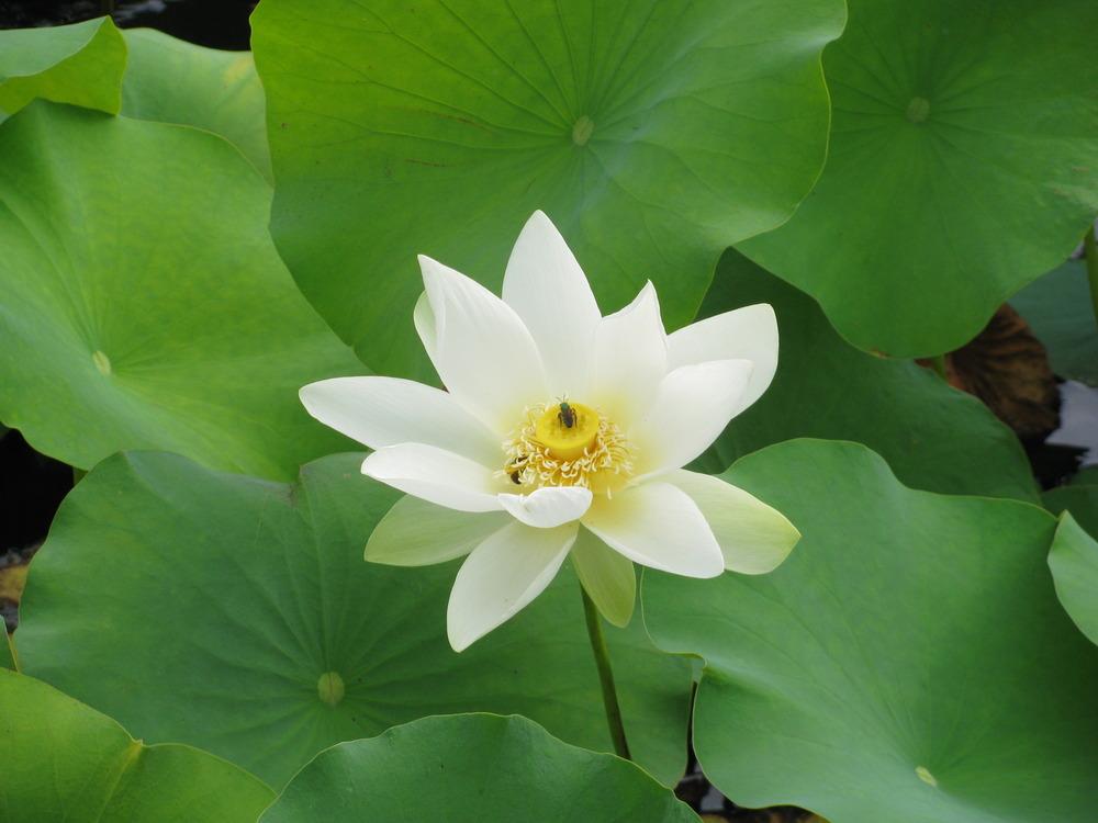 Photo of Sacred Lotus (Nelumbo nucifera) uploaded by Dutchlady1