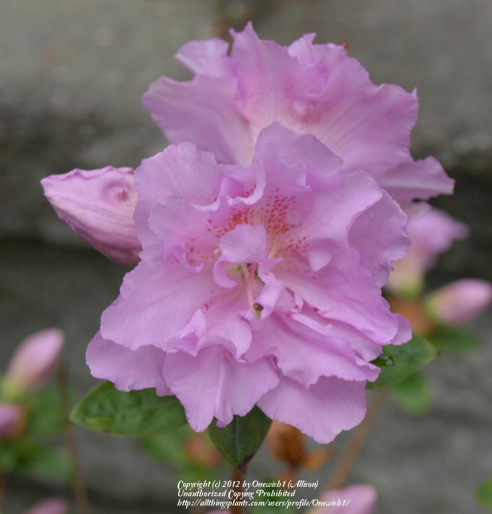Photo of Azalea (Rhododendron 'Elsie Lee') uploaded by Onewish1